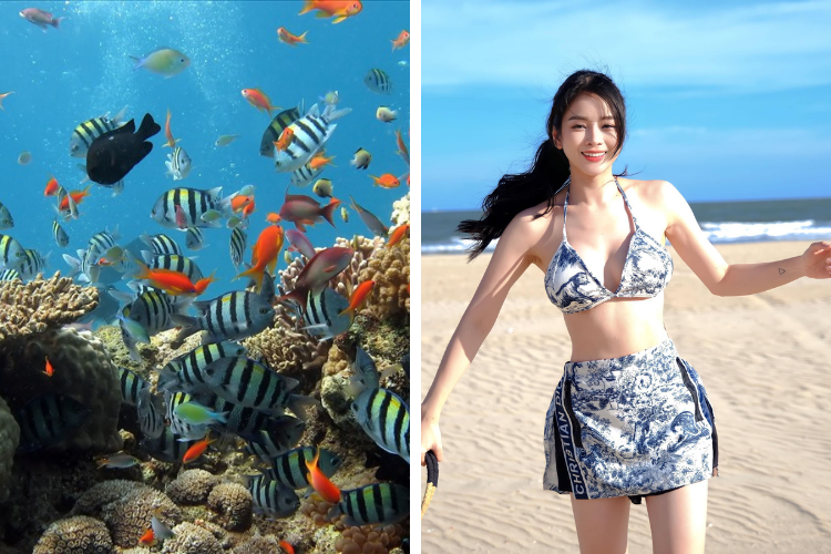 bãi san hô hòn sam