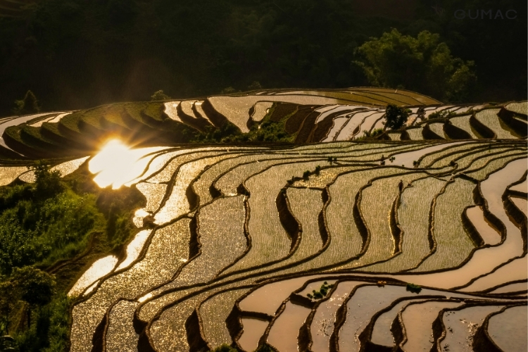 Mùa hạ Mù Cang Chải