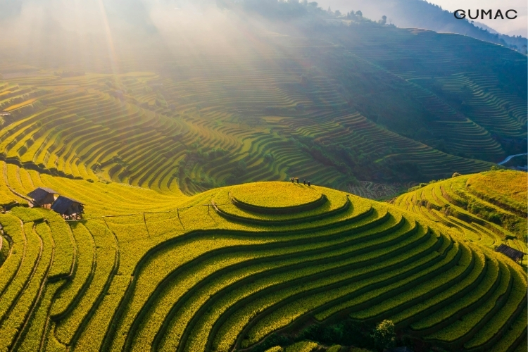 Mùa thu Mù Cang Chải