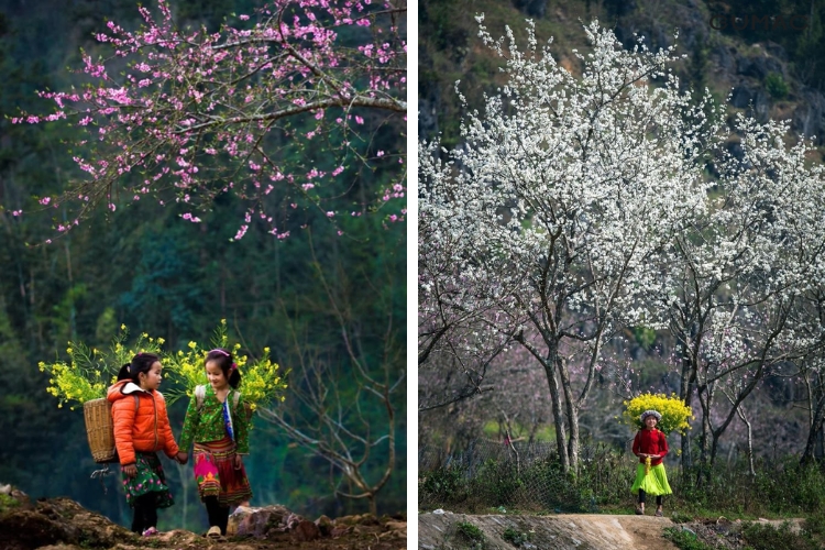 Mùa xuân Mù Cang Chải
