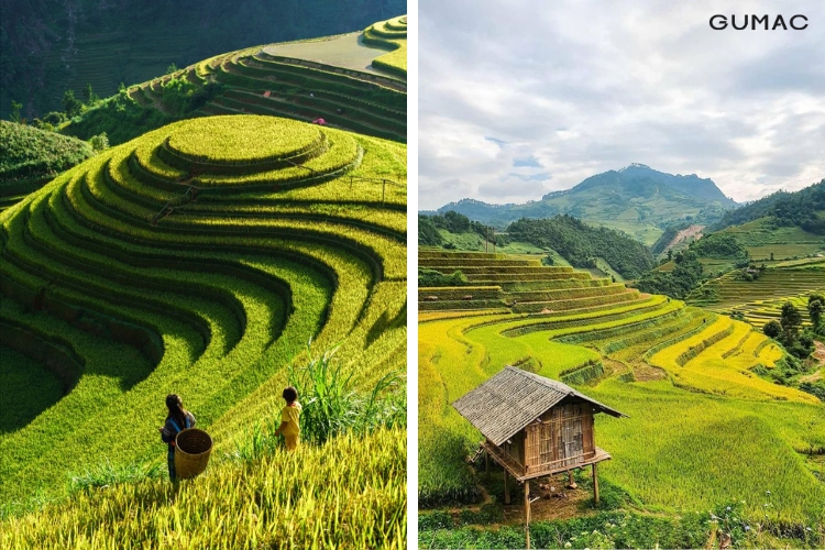 Những lưu ý khi đi Mù Cang Chải