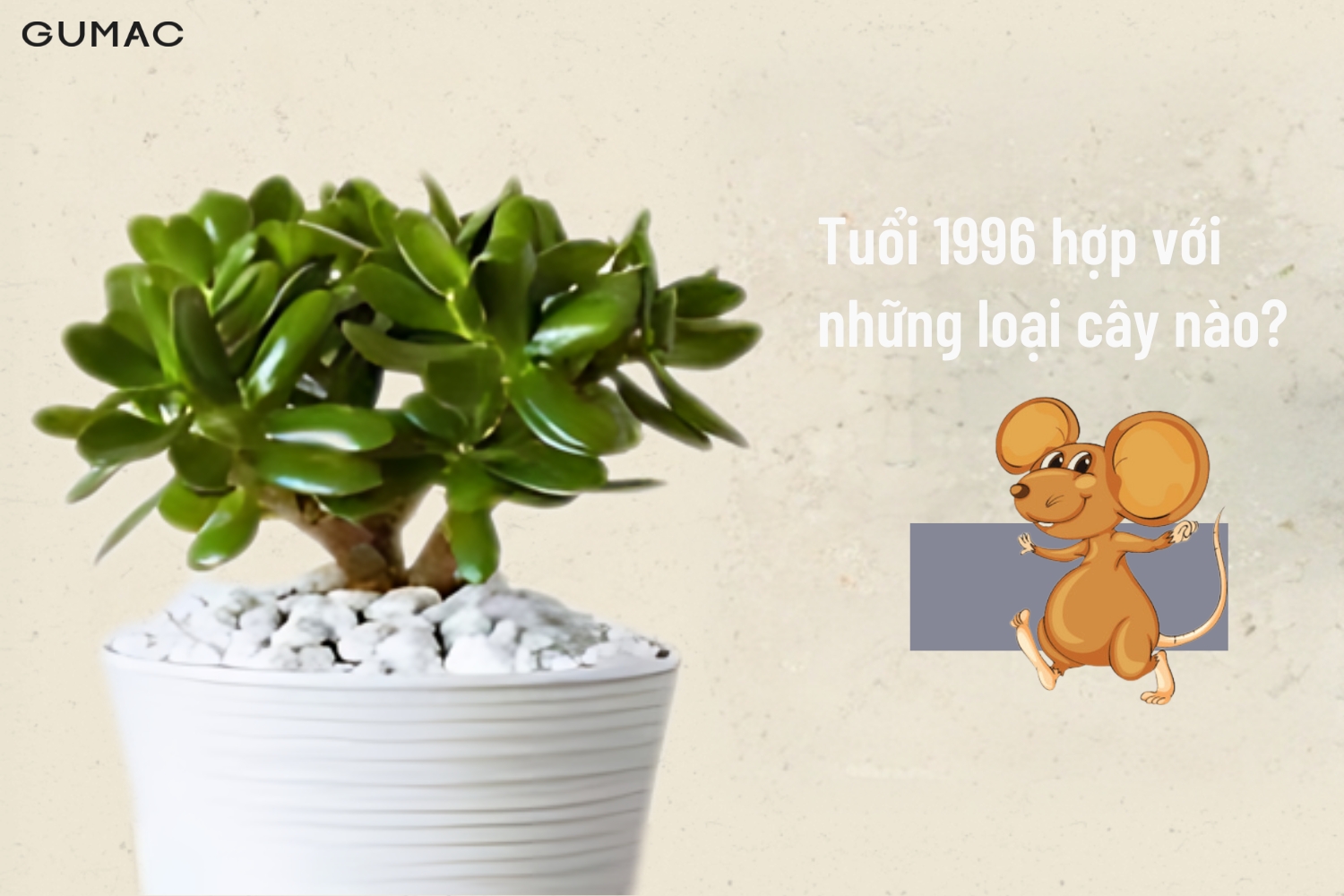 Tuổi 1996 hợp với những loại cây nào