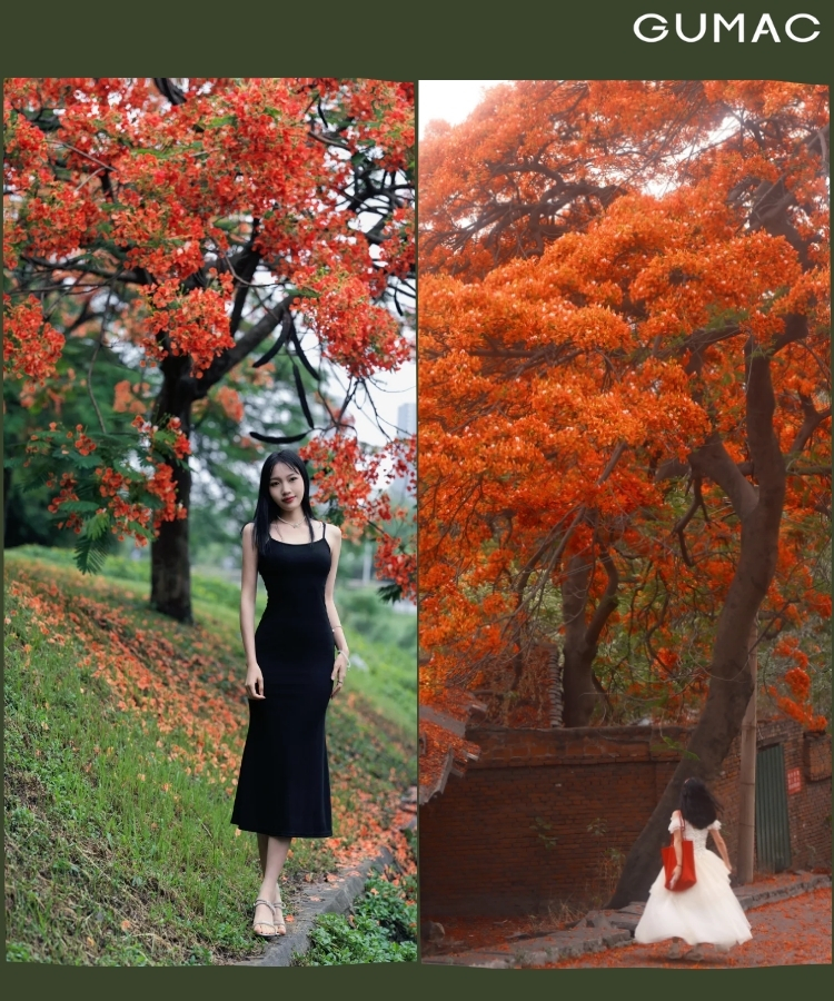 chup anh cung toan canh cay phuong