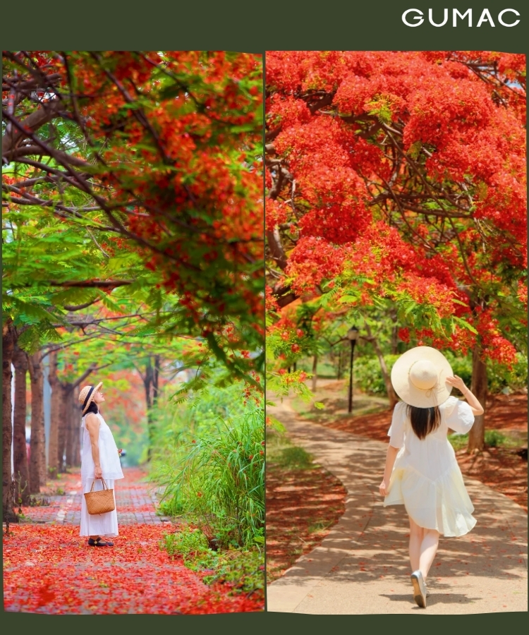 pose dang tren duong day hoa phuong roi