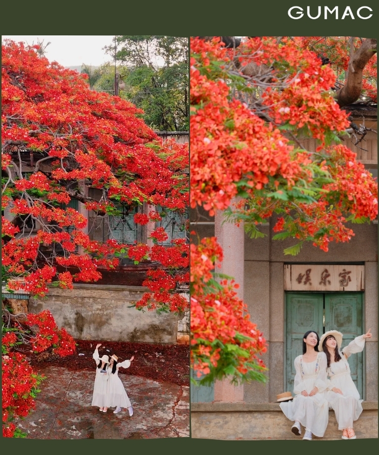 tao dang cung hoi ban va hoa phuong