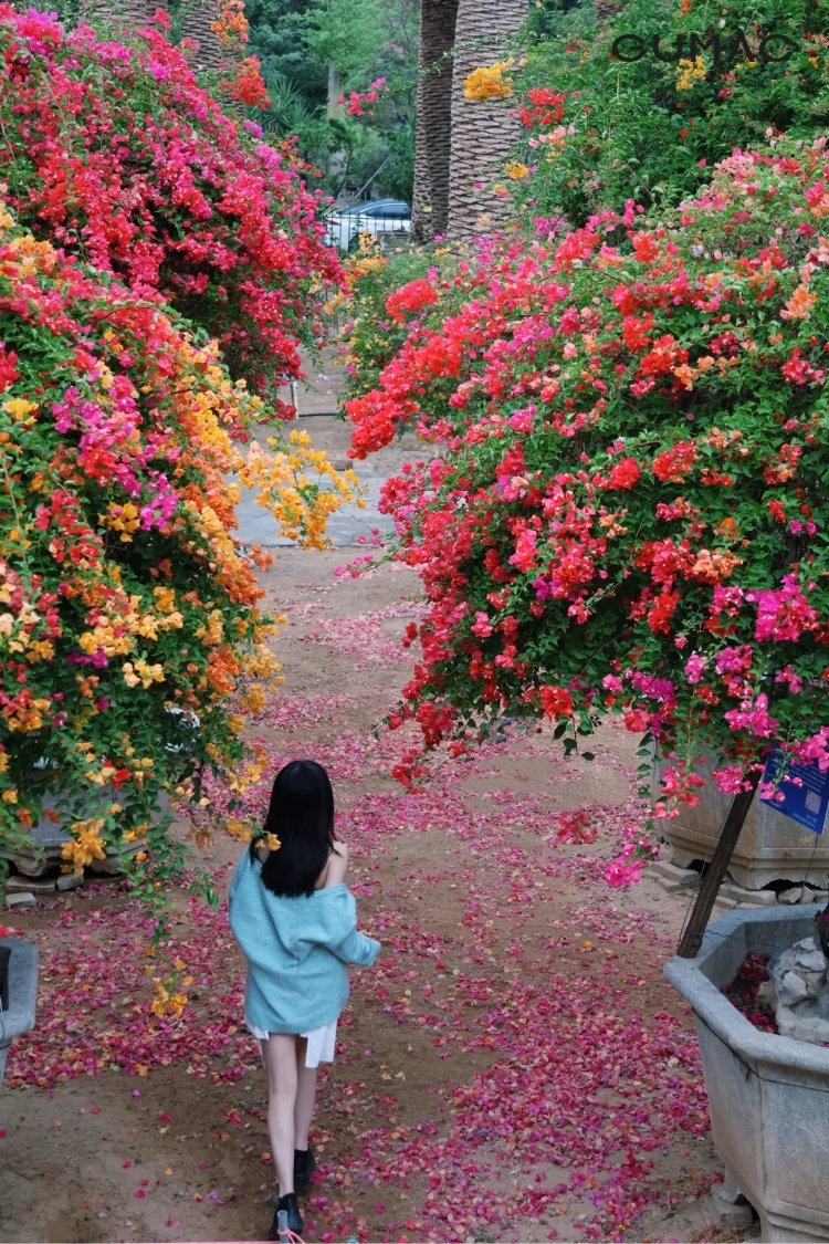 tao dang chup anh cung hoa giay tu phia sau
