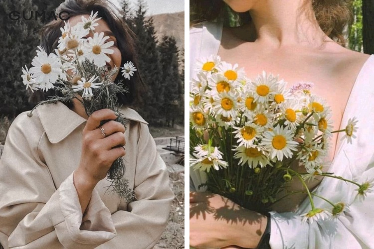 Thời điểm phù hợp để lên bộ ảnh cùng cúc họa mi