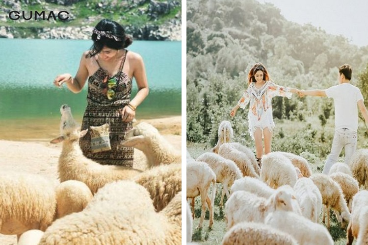 Một số địa điểm chụp ảnh cùng cừu nổi tiếng