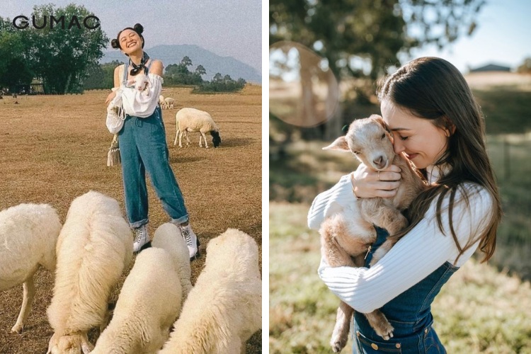 Tạo kiểu cùng đàn cừu với yếm trẻ trung