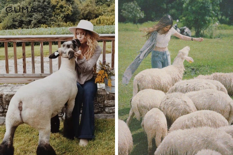Gợi ý tạo dáng chụp hình cùng cừu đẹp, đáng yêu