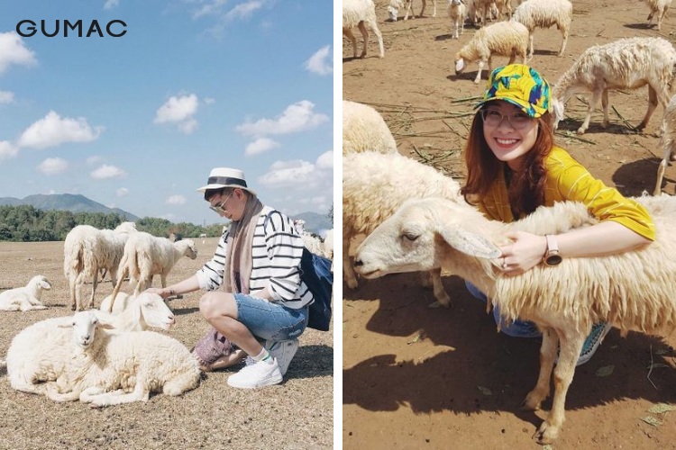 Hạn chế ôm cừu khi chụp hình