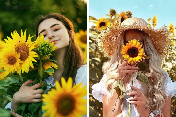 Những cánh đồng hoa hướng dương cho nàng thả dáng