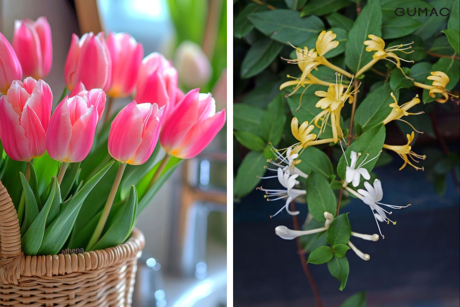 loai hoa nao tuong trung cho cung bach duong