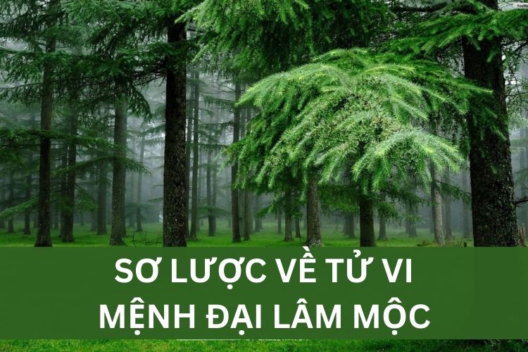 tử vi cảu người đại lâm mộc tử vi cảu người đại lâm mộc