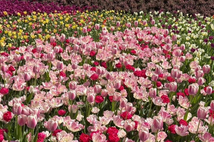 vuon hoa tulip ha lan