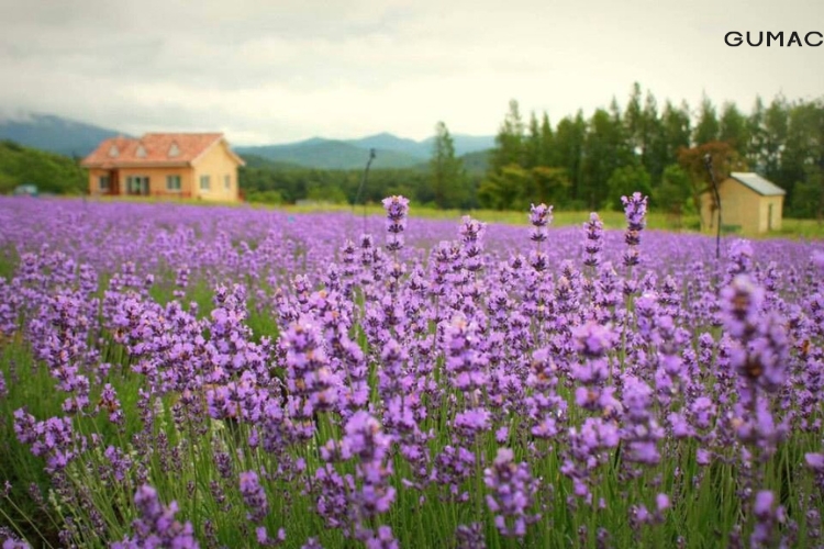 canh dong hoa laverder