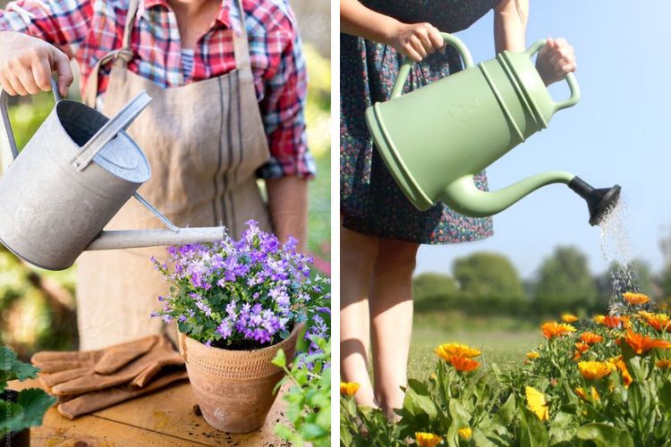 mùng 1 nên tưới nước cho hoa