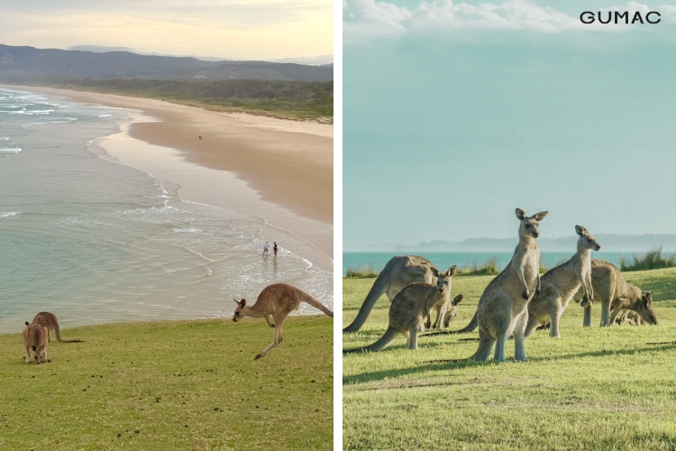 Đảo Kangaroo Úc dao kangaroo uc