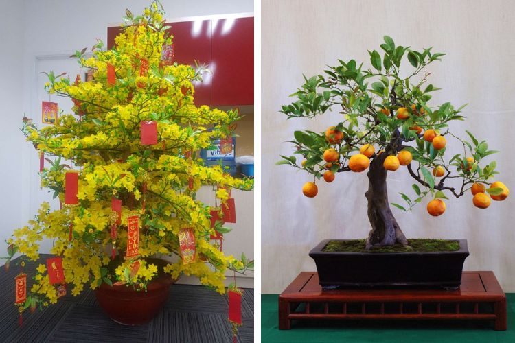 Cây cảnh trang trí ngày Tết siêu xinh 