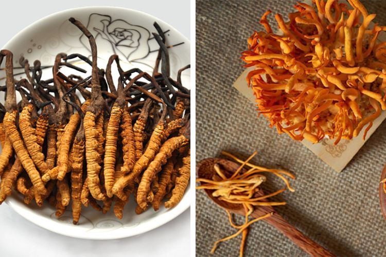 Đông trùng hạ thảo quý hiếm