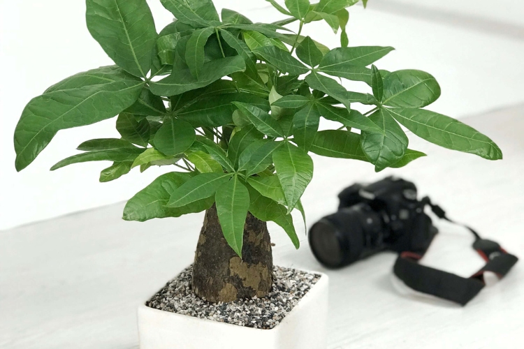 Tuổi 1995 hợp cây&nbsp;gì