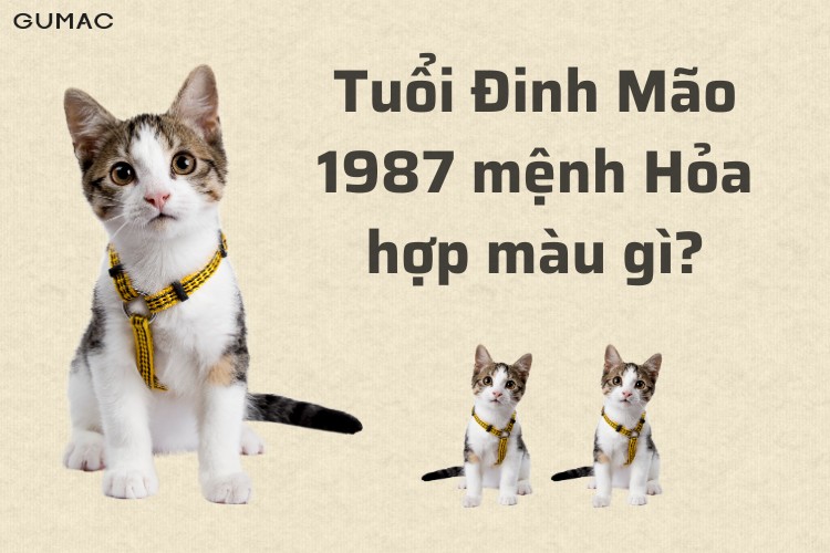 dinh mao 1987 hop mau gi