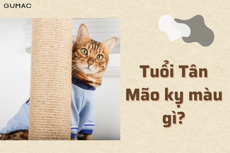 tan mao 1951 2011 ky mau gi