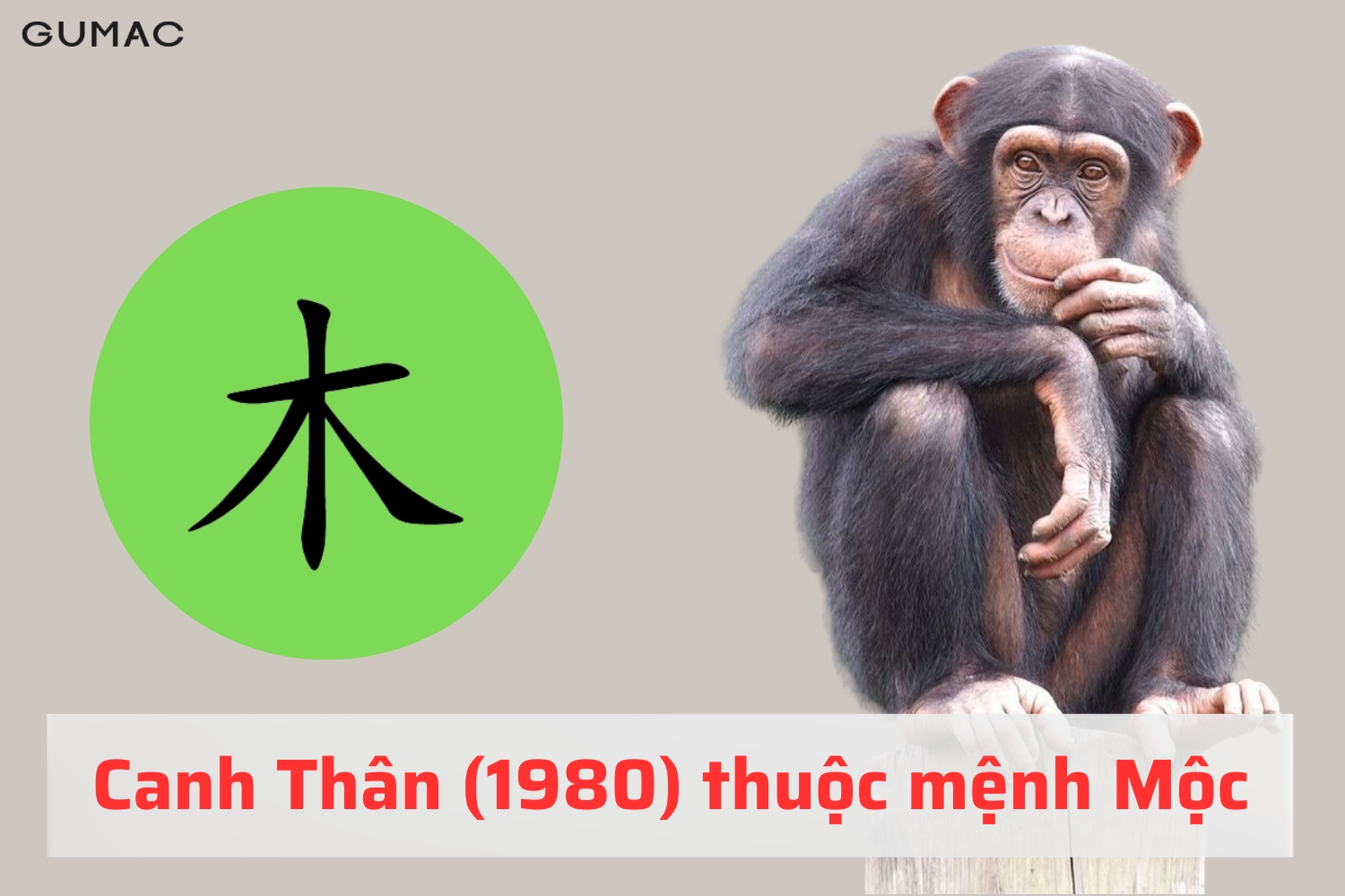 canh than 1980 hop mau gi