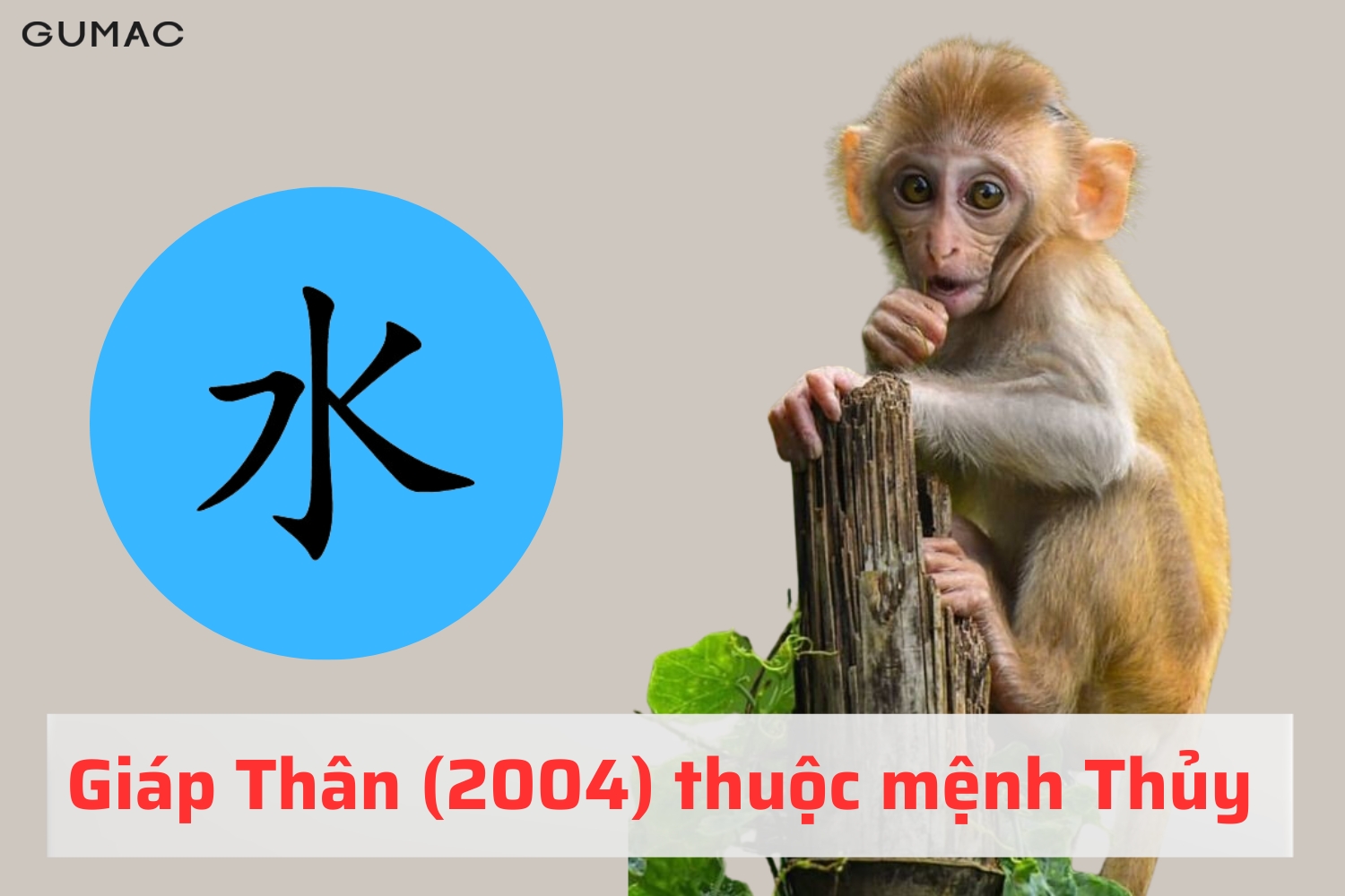 giap than 2004 hop mau gi